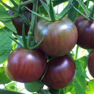 tomatini-black-cherry